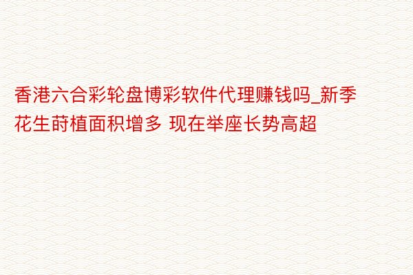 香港六合彩轮盘博彩软件代理赚钱吗_新季花生莳植面积增多 现在举座长势高超